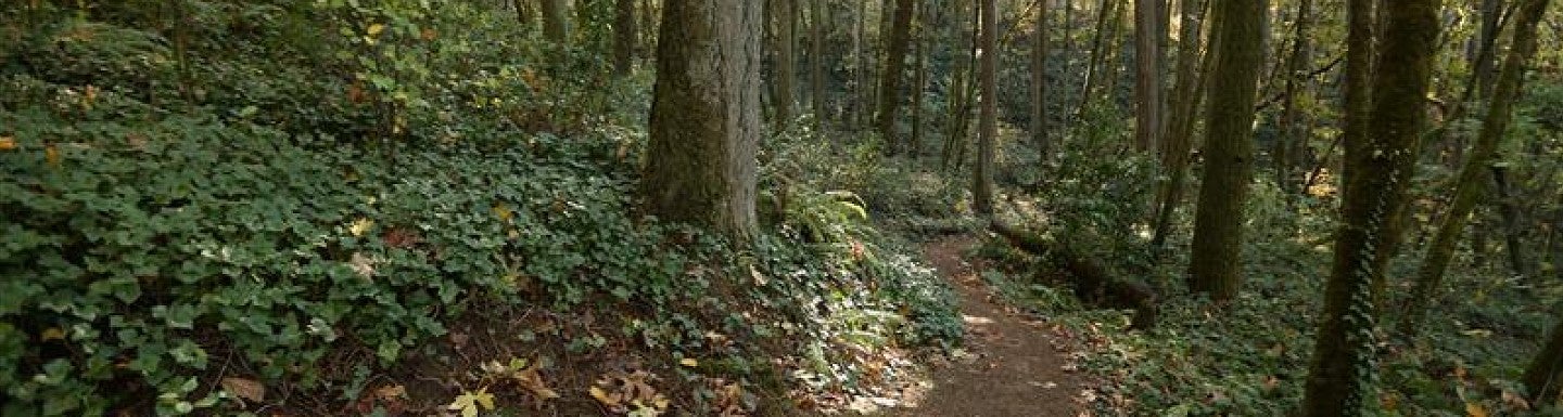 Forest pathway